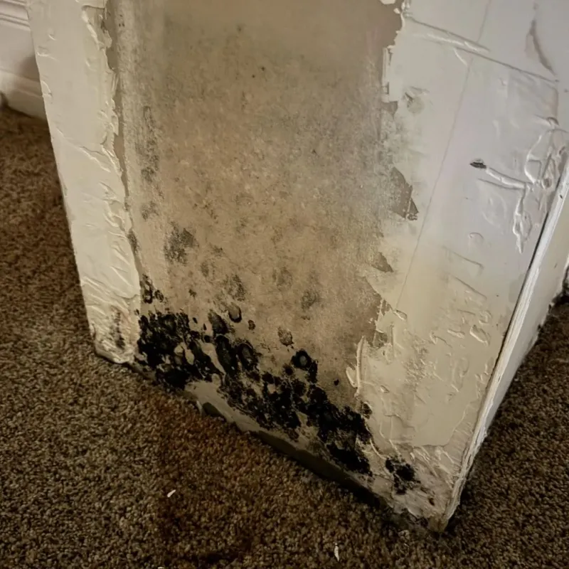 Professional Mold Removal in Sunbury, OH